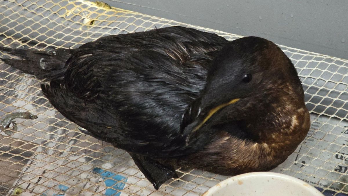 Tientallen olievogels worden opgevangen in Ureterp: 