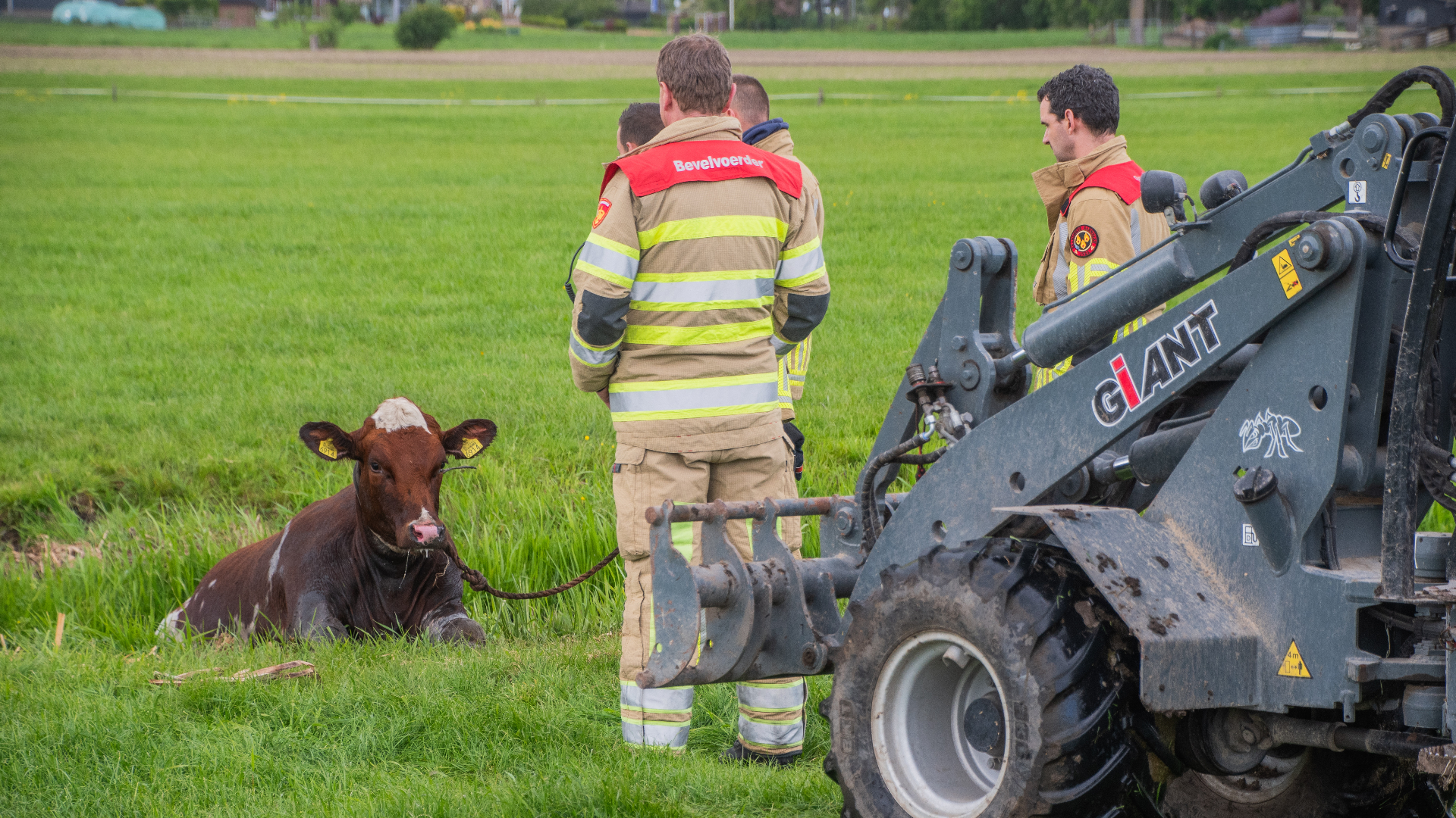 Koe uit sloot gehaald in Harmelen
