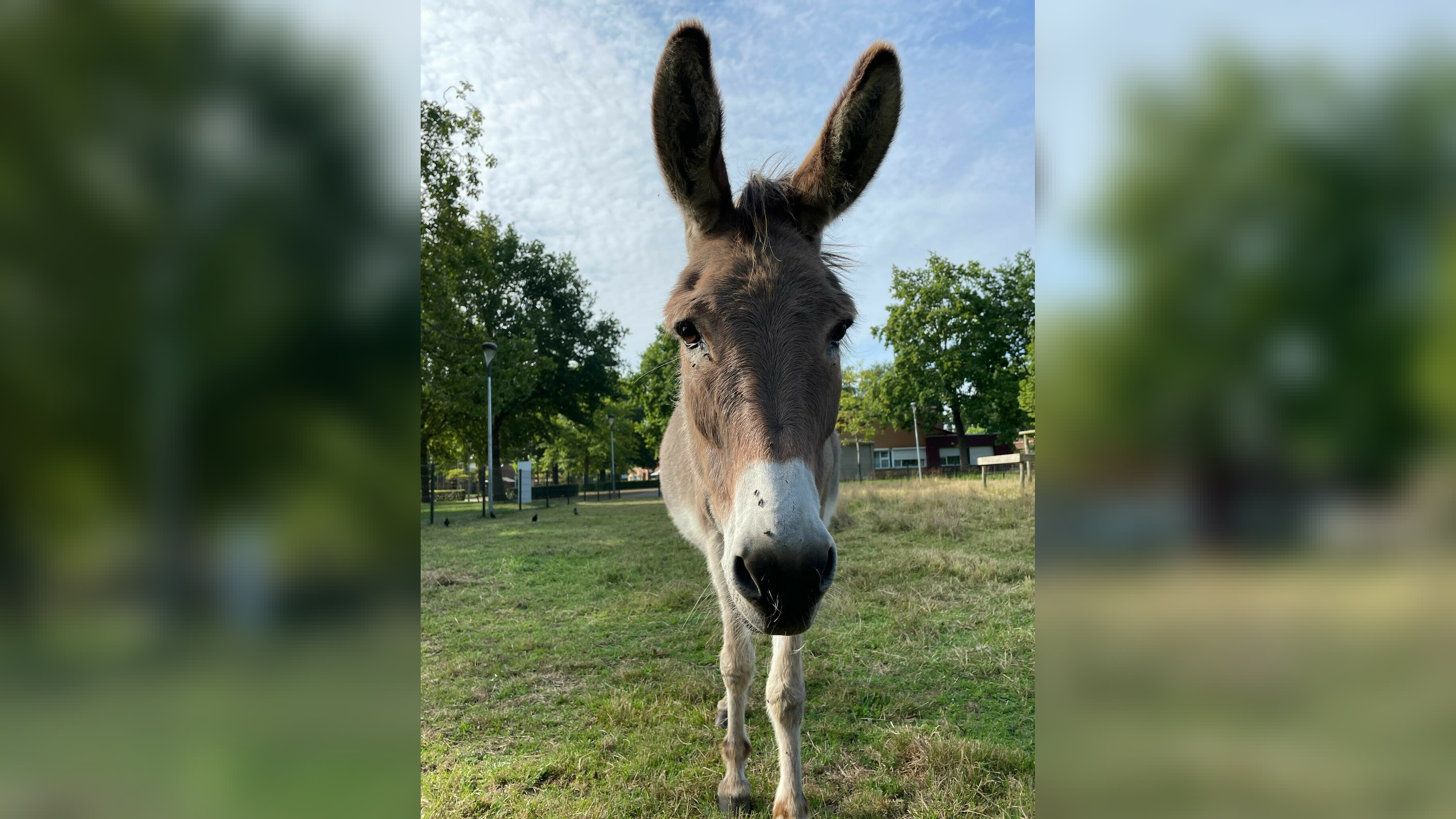 OM: Man mishandelde ezel Jolien niet alleen, maar misbruikte het dier ook