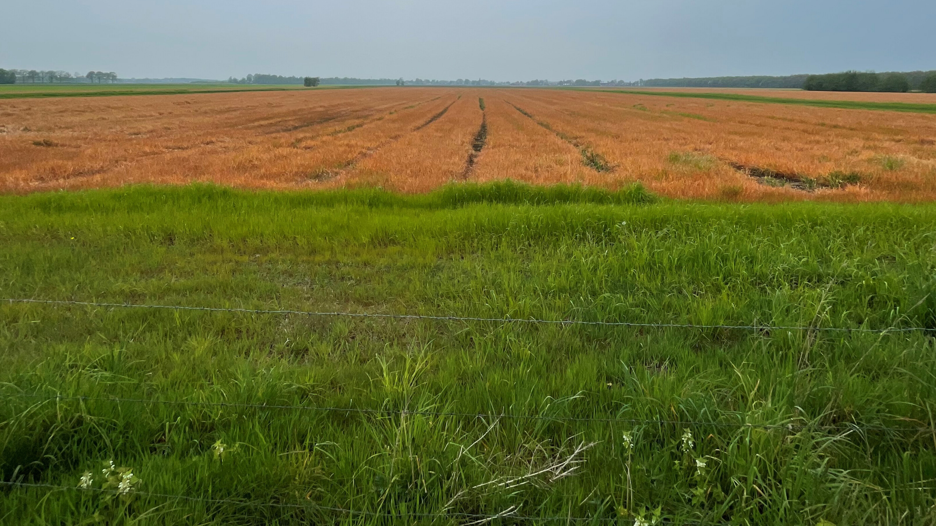 Bruin grasland door landbouwgif