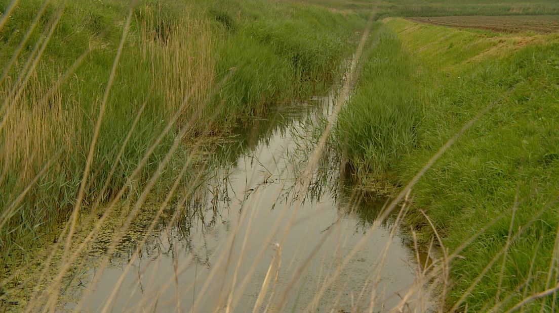 Kwelsloot bij Perkpolderse dijk