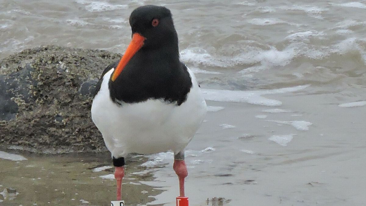 Honkvast in Westkapelle of half Europa door: deze vier Zeeuwse scholeksters zijn totaal verschillend