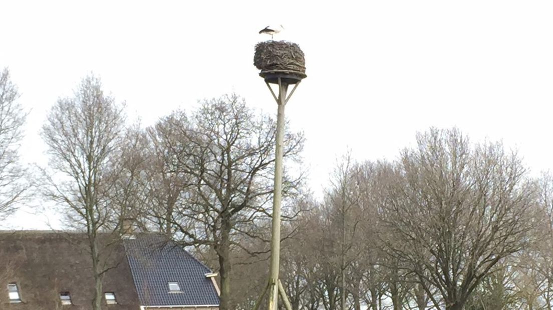 Ooievaar op nest (Rechten: Frank Andringa)