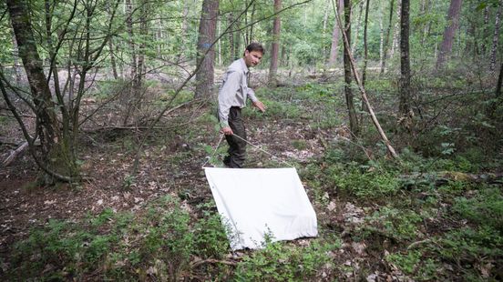 Recordaantal tekenbeten: Gelderland koploper in Nederland