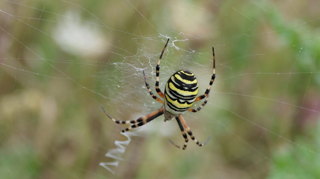 De wespspin in de tuin in Oudleusen
