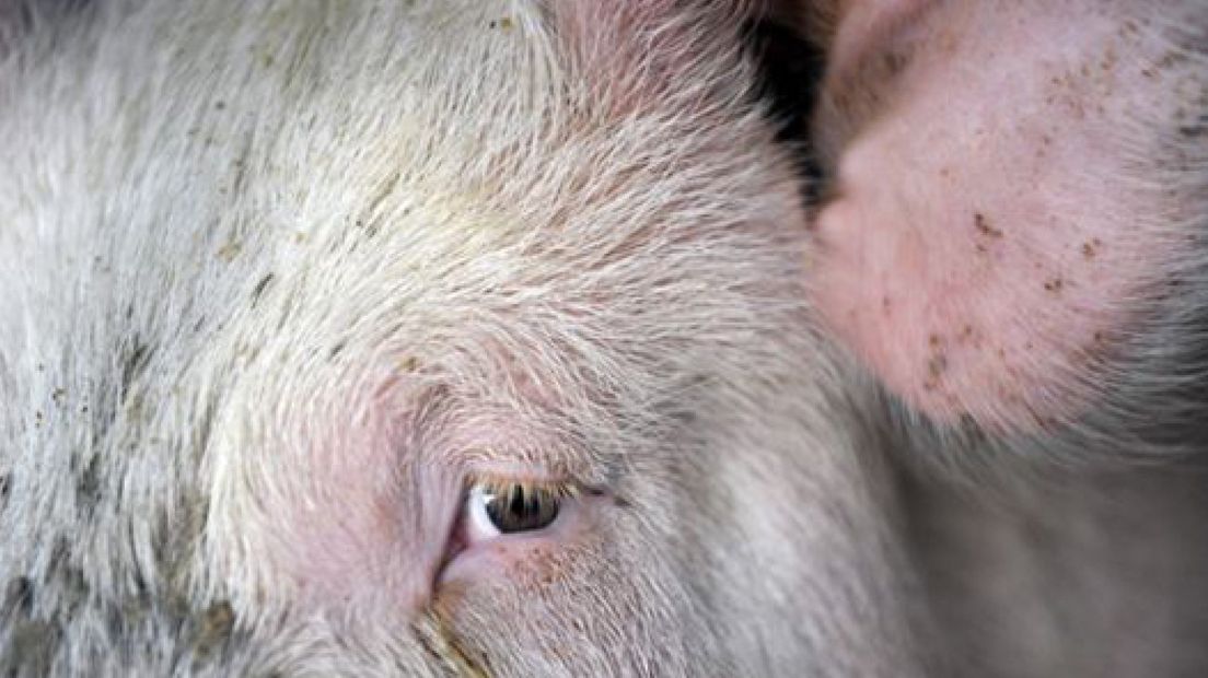 'Vrijdag duidelijkheid voor varkenshouderijen'