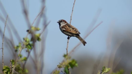 Dit is waarom een half uur naar je tuin kijken onderzoekers helpt