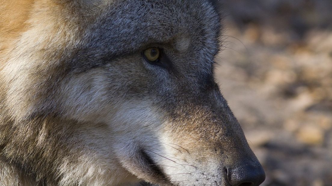 De wolf heeft nu nog een beschermde status in Europa (Rechten: Free Nature Images/Mark Zekhuis)