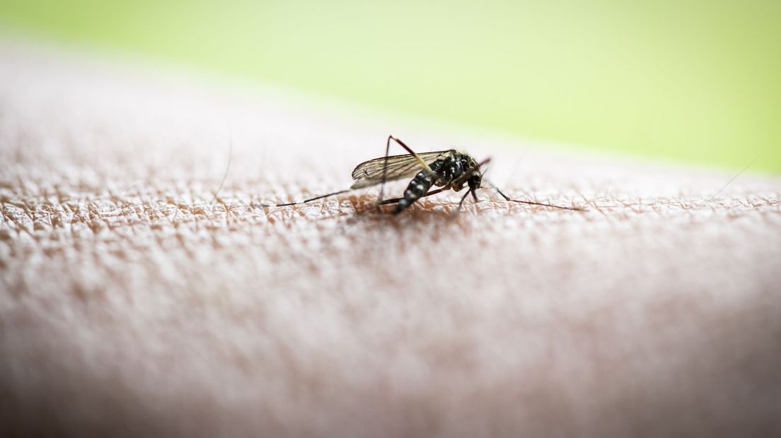 Aziatische tijgermug voor tiende jaar op rij gevonden bij Asser bandenbedrijf