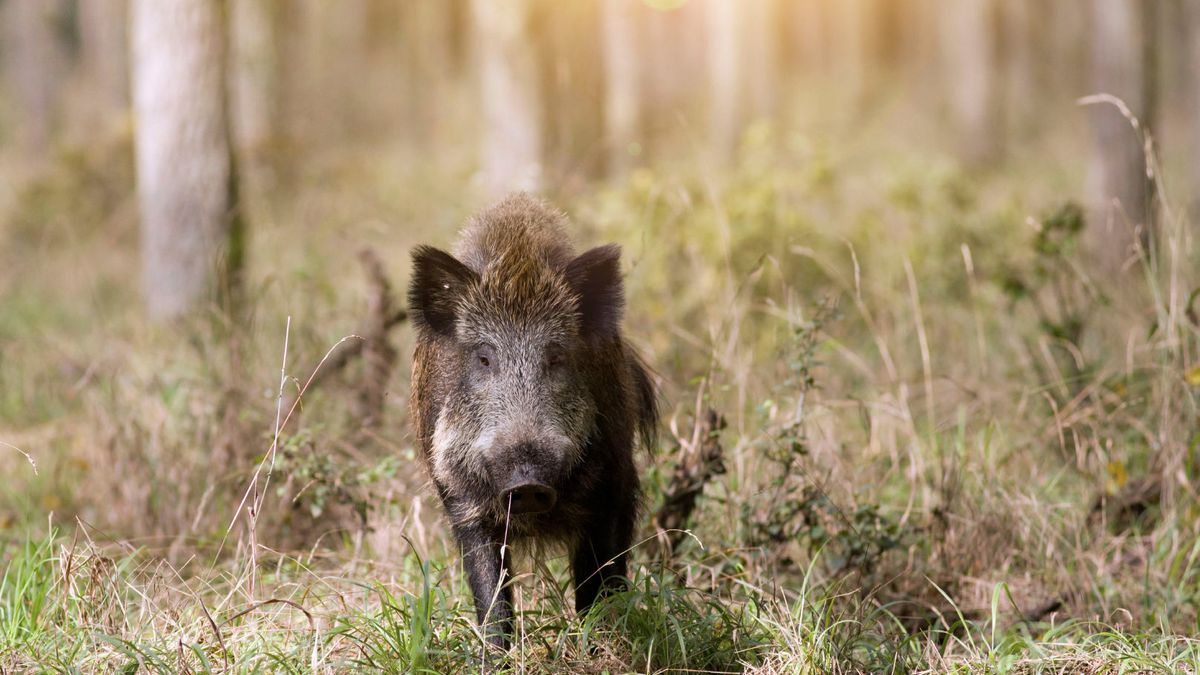 Opmars wild zwijn in Zuid-Limburg