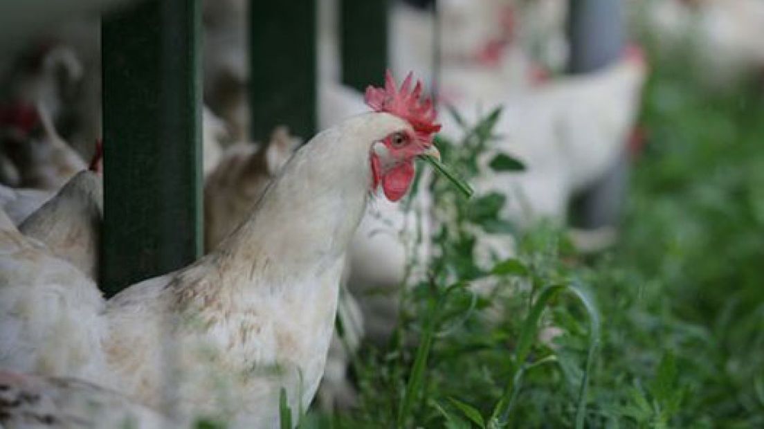 Lunteraan krijgt 180.000 kippen in de achtertuin