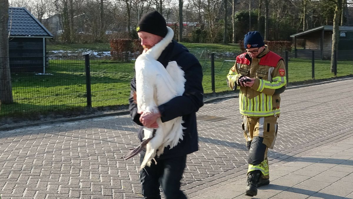 Hulpverleners redden gewonde zwaan van het ijs in Dokkum | Zwembaden en sporthallen eerder dicht