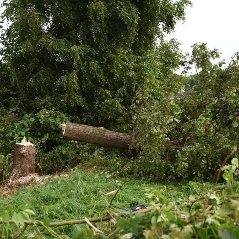 Kat wil niet naar beneden komen, brandweer zaagt boom om (update) RTV Noord