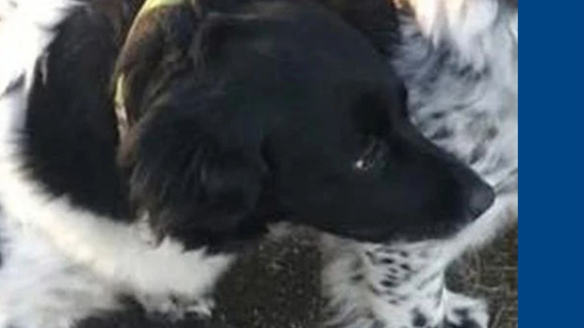 Hond die wegliep na dodelijk ongeluk na tien dagen weer terecht