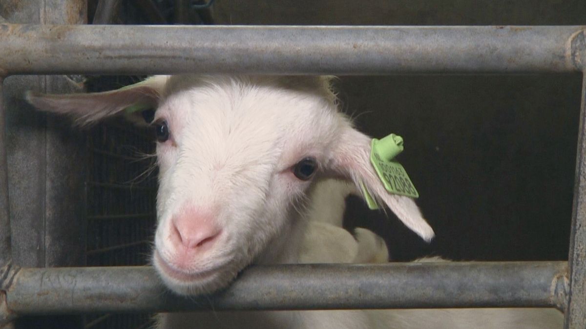 Op kraamvisite bij de lammetjes in Kwadendamme
