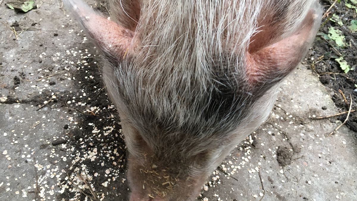 Het jaar van het varken - Rijnmond