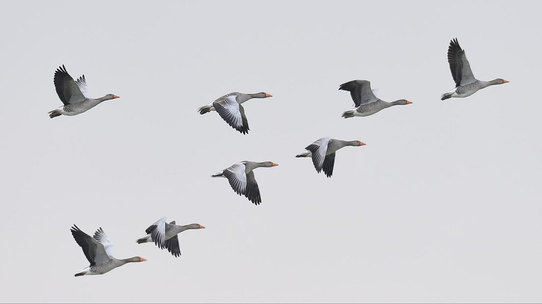 Ganzen zijn ook in natuurgebieden vogelvrij