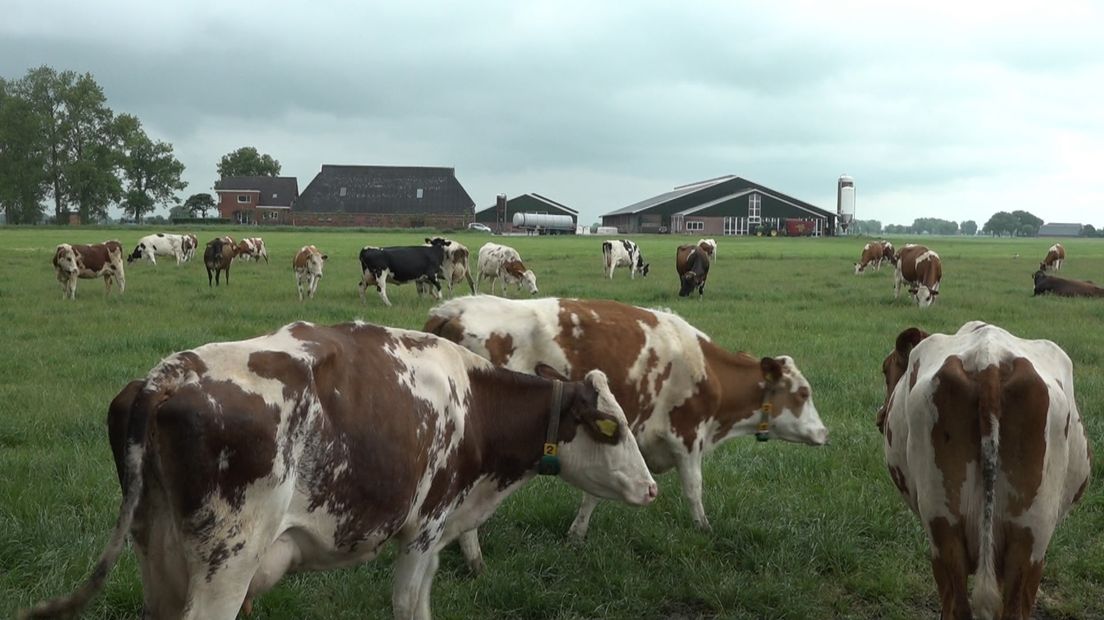 De stal met koeien van een andere boer op de voorgrond
