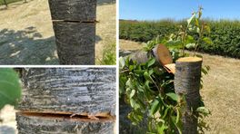 Tientallen fruitbomen vernield: 'Dit lijkt gericht'