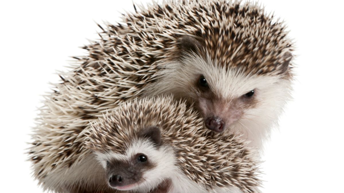 Dode egels Posterholt: aangifte tegen medewerker dierenopvangcentrum