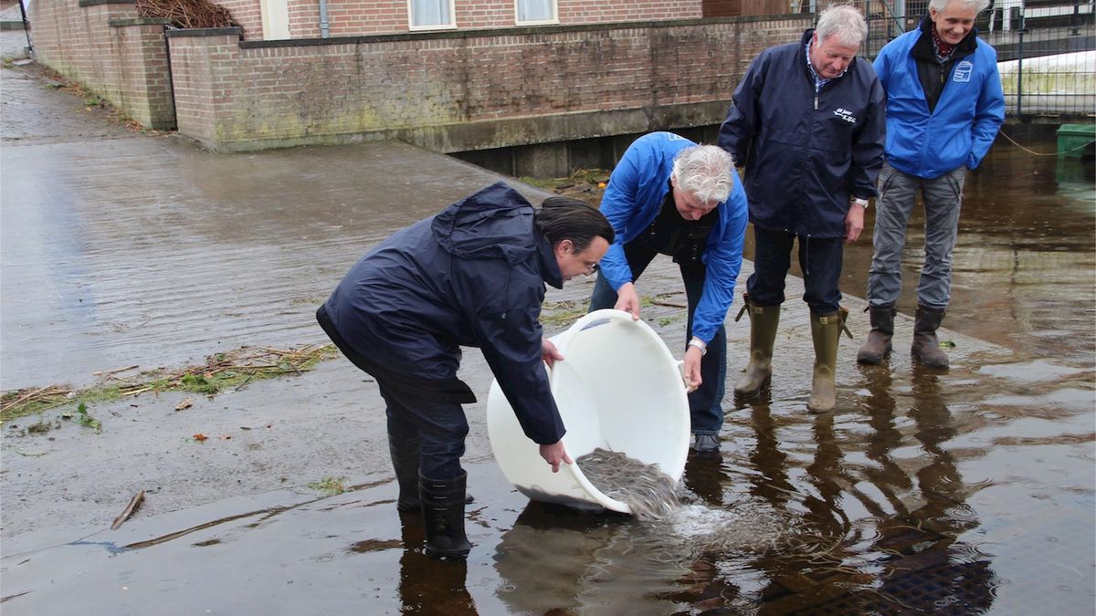 Jonge paling uitgezet in Ganzendiep en De Goot bij Grafhorst