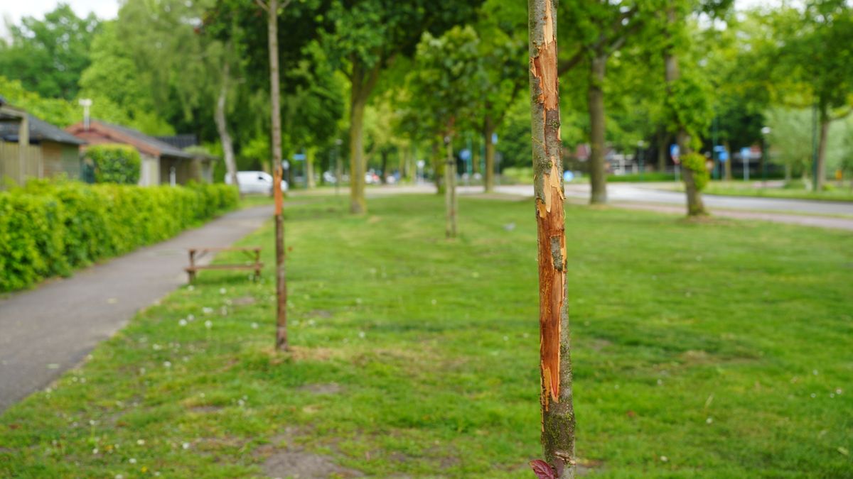 Weer bomen vernield in Bunschoten