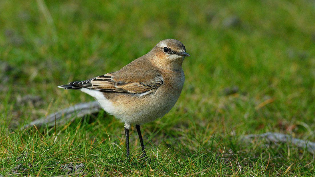 De grauwe klauwier is één van de soorten in het Drents-Friese Wold (Rechten: Free Nature Images/Piet Munsterman)