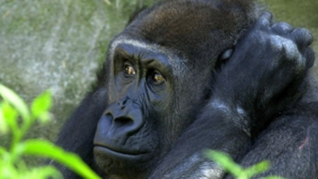 Volgens bioloog Patrick van Veen kunnen apen mensen helpen bij het vinden van de liefde van hun leven.