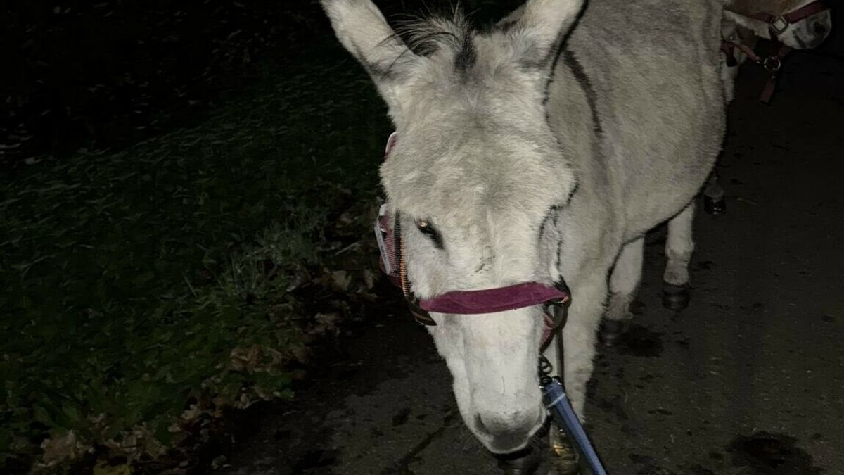 Beestenboel op nachtelijk avontuur: politie vangt paarden, ezels en schapen