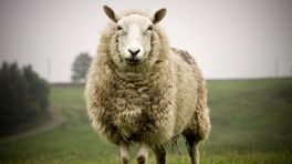 Natuur en Zo: plantenvoeding uit schapenwol