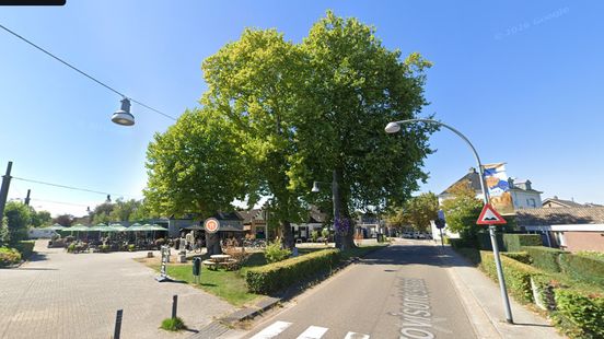 Wervelstorm kreeg ze niet klein: platanen nu in race voor Boom van het Jaar Home
