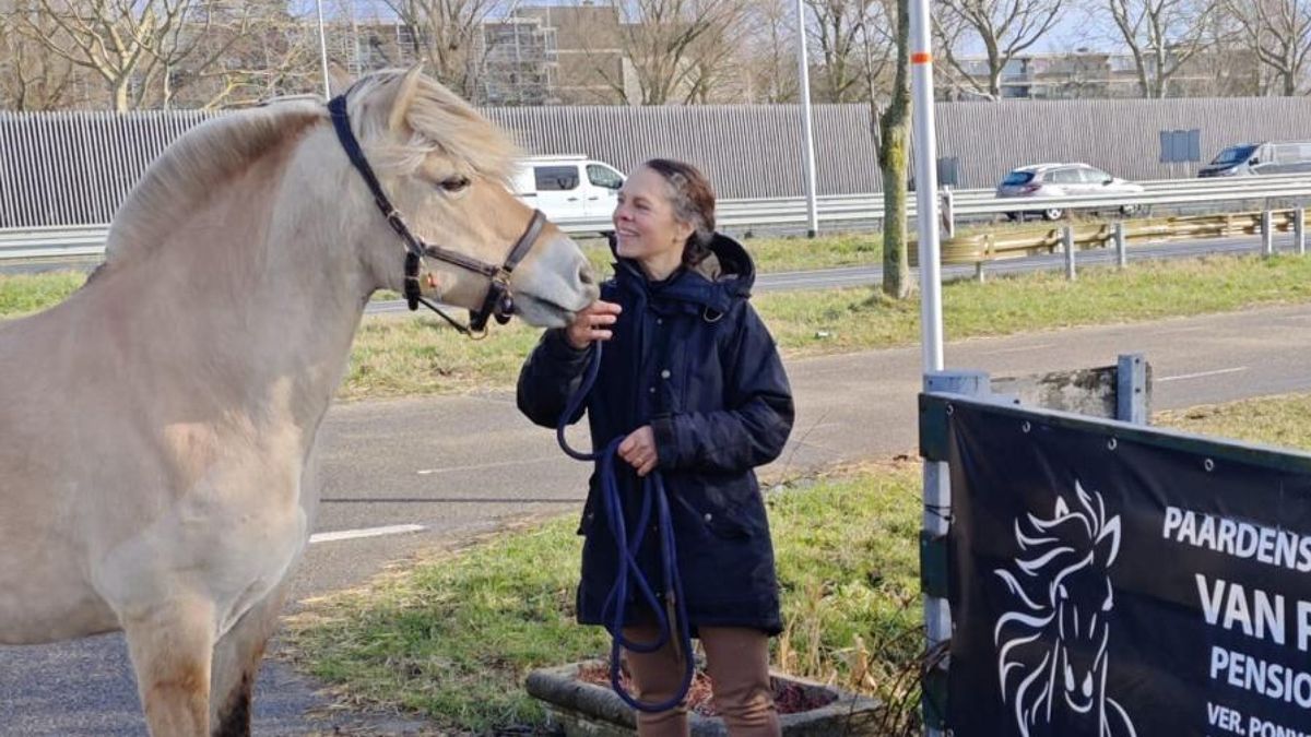 Paardeneigenaren bezorgd na herinrichting drukke weg: 'Al zes katten doodgereden'