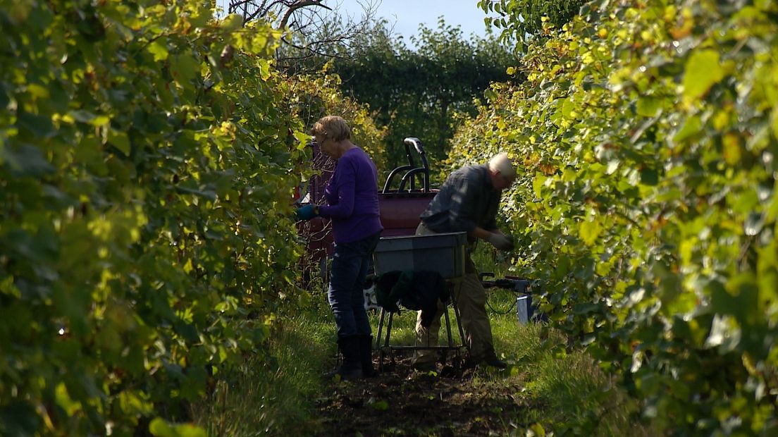 Pensionado's aan de druivenpluk