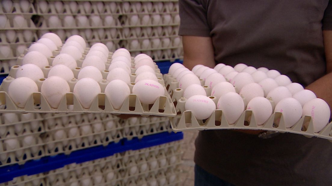 Miljoenen eieren die besmet waren met fipronil moesten vernietigd worden