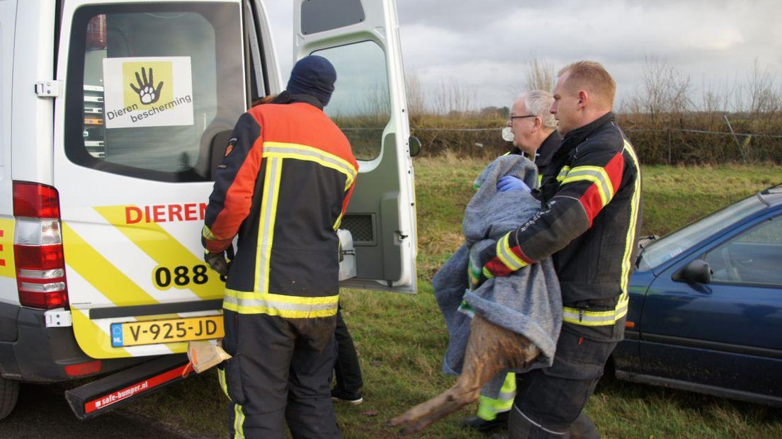 Ree gered uit bassin (Rechten: Van Oost Media)