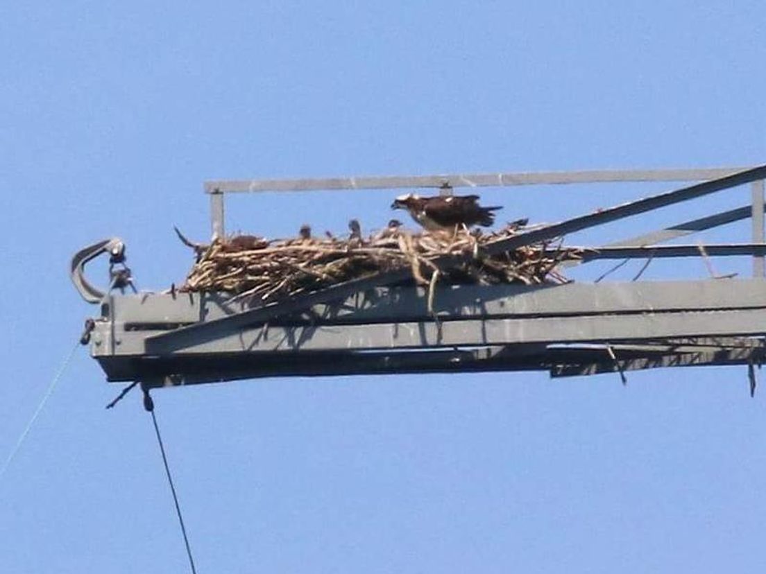Het tweede nest in een hoogspanningsmast.