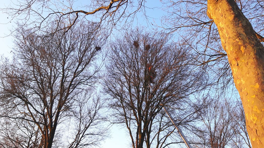 Bomen vol nesten (Rechten: RTV Drenthe / Remco Wilkens)