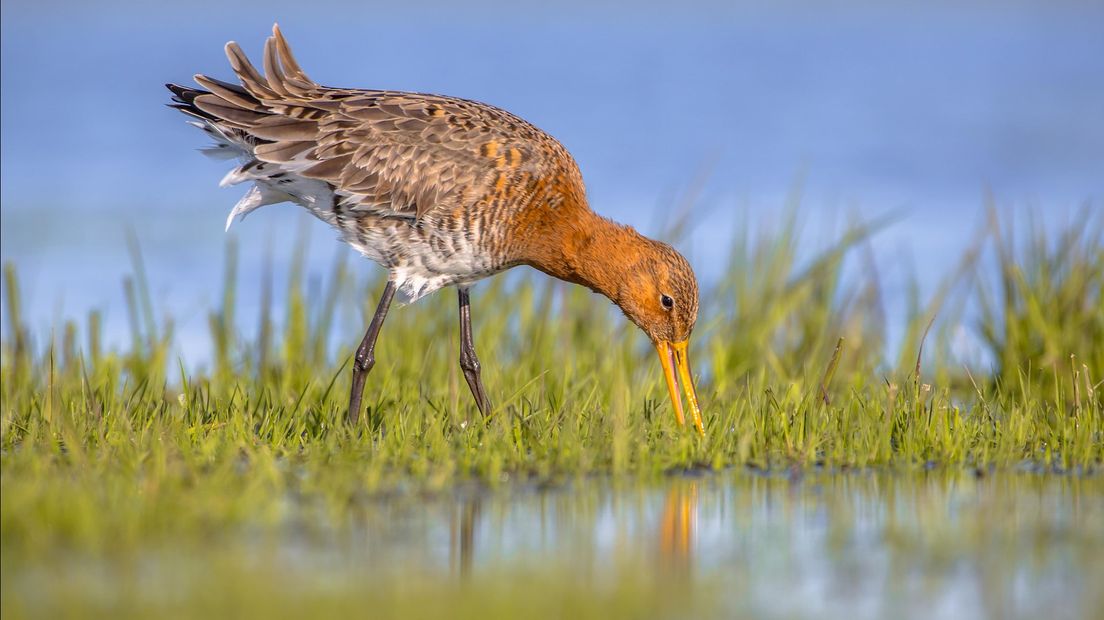 Schreijer zorgt voor optreden EU als Frankrijk op grutto's gaat jagen