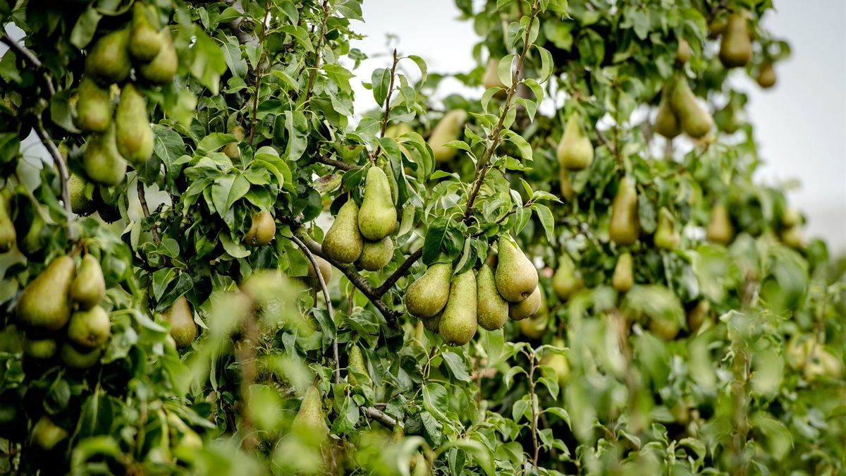 Zeeuwse perentelers in zwaar weer; tonnen peren vernietigd