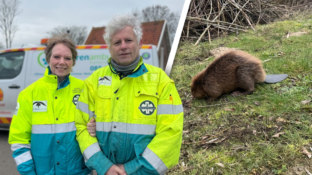 Bever Truus wordt vrijgelaten: 'We dachten dat ze het niet ging redden'