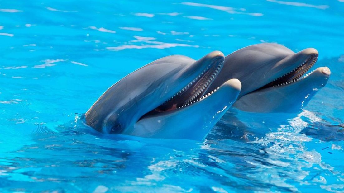 Gaan de dolfijnen van Dolfinarium zonder tussenkomst van de rechter naar China?