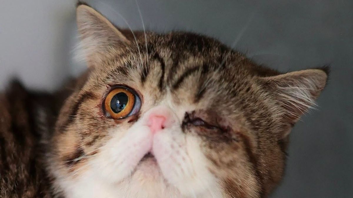Elf ernstig verwaarloosde katten gevonden bij 80-jarige eigenaar die de zorg niet meer aankon