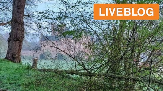 Bomen gesloopt • pakketbezorger aangereden. Bomen gesloopt • pakketbezorger aangereden.