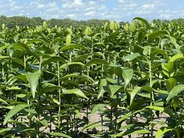 Lelietelers in blessuretijd, provincie bereid nog een week te wachten op informatie