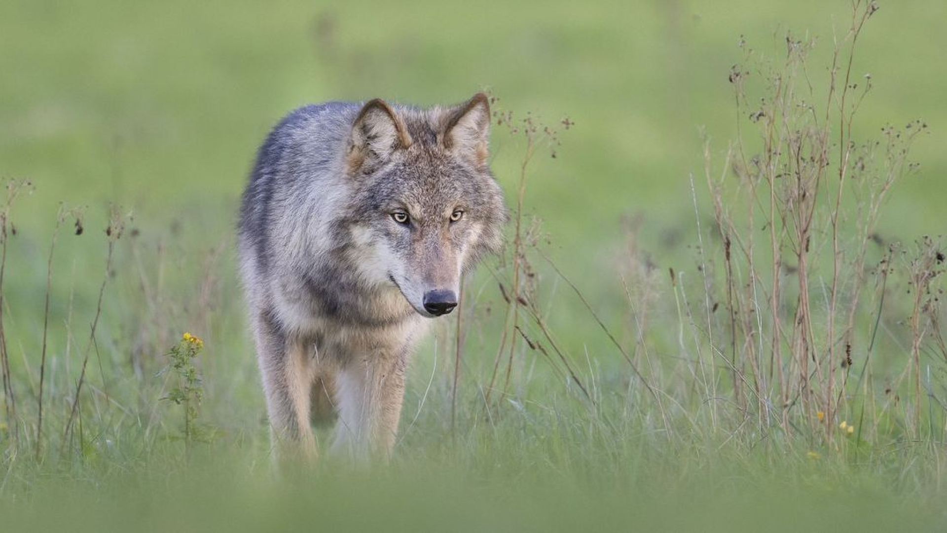 Mag je een wolf op je erf wel of niet afschrikken?