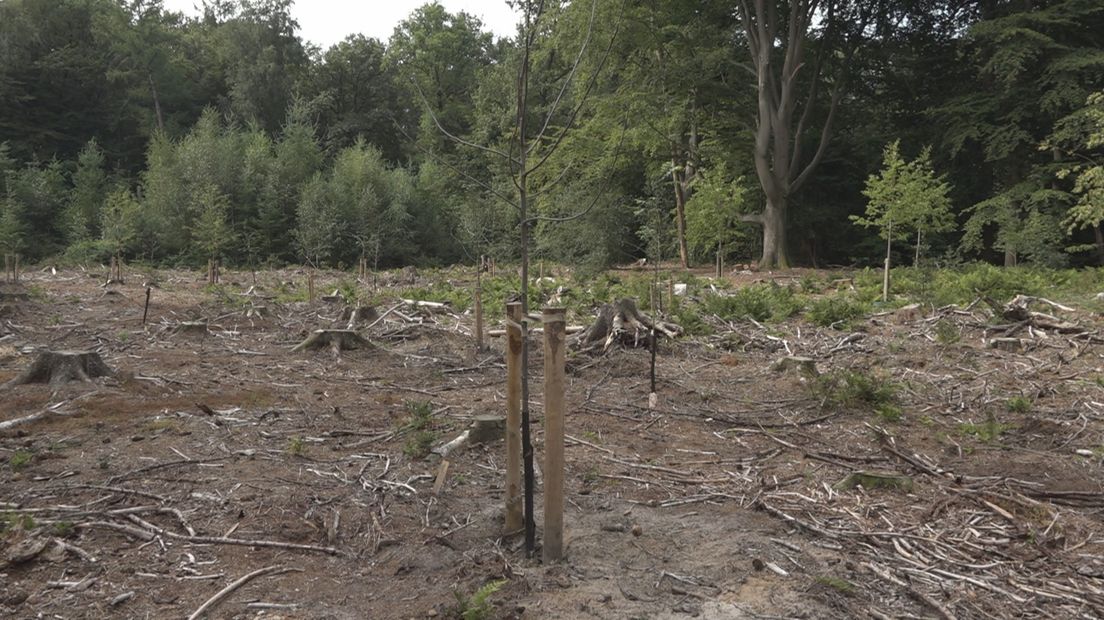 In dit bosperceel zijn dennen vervangen door loofbomen