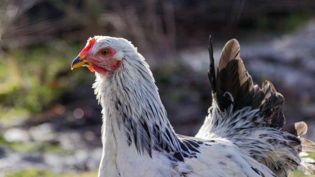 Bij de hobbyboer in De Wijk zijn twintig kippen getroffen door de vogelgriep (Rechten: pixabay.com)