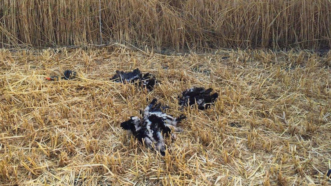 Dode kiekendieven in veld gerst bij Aagtekerke