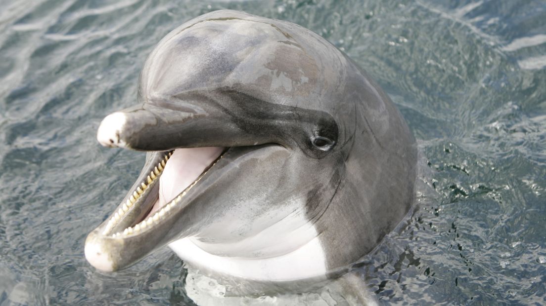 Tonijn in blik blijkt dolfijn