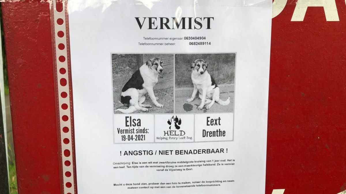 Hond Elsa al 9 weken vermist: wie heeft haar gezien?